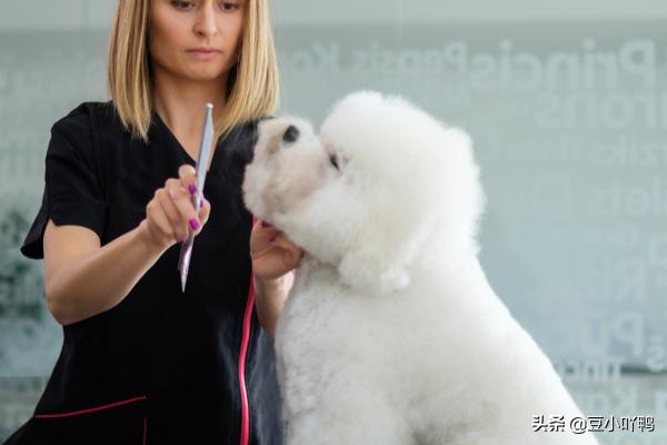 养惠皮特犬喂养视频:惠比特适合在丘陵地带捕野兔么？