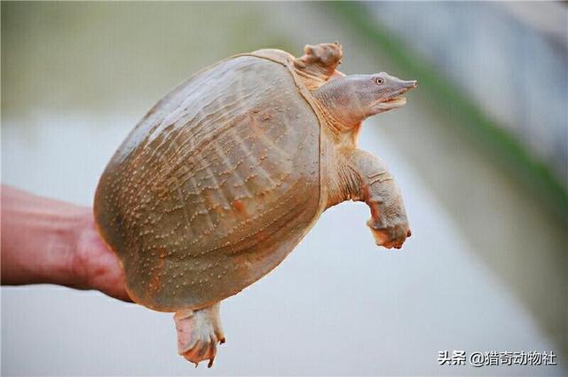 猪鼻龟是什么动物，什么鱼比较适合和猪鼻龟混养？