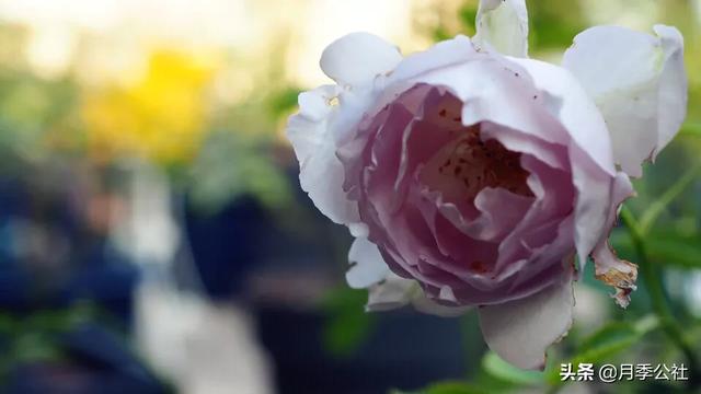 欧洲月季花品种介绍:月季花品种介绍大全 网上买的粉色龙沙，大家给看看对不对版？