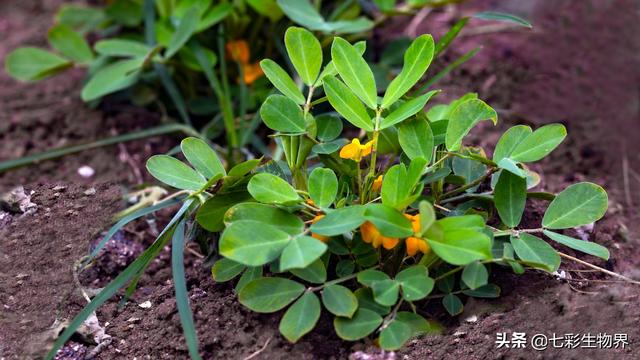 花生黑蚜虫怎么防治:花生蚜虫危害后，花生根部黑影响花生产量吗？