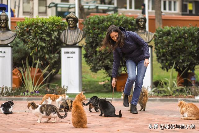 浏阳市的流浪狗狗在那里:什么地方容易碰到流浪猫狗？