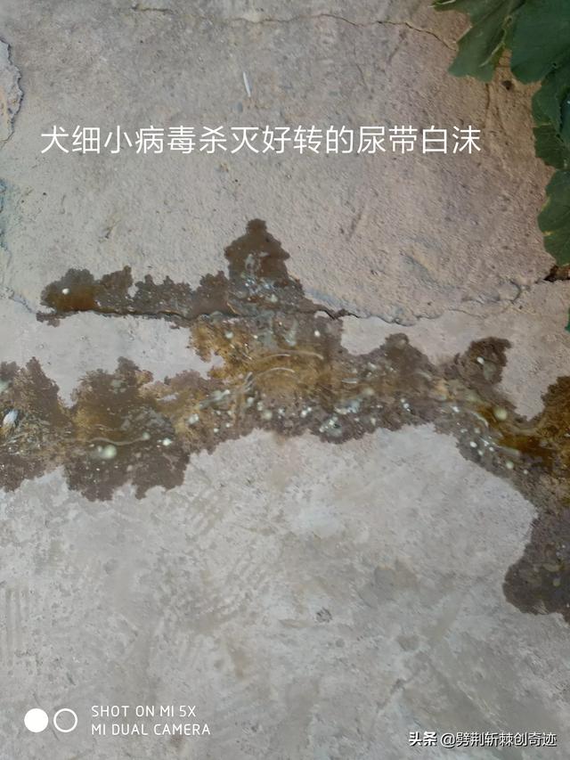 狗得犬瘟热初期症状:狗狗犬瘟初期到中期是多久？