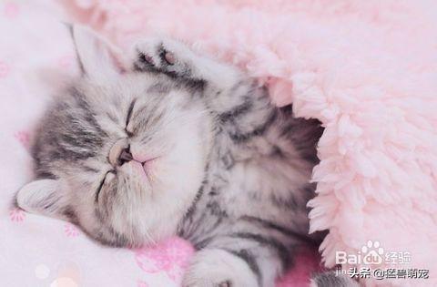 猫咪放屁拉稀带血:宠物猫拉稀怎样处理，宠物猫拉肚子怎么处理好？