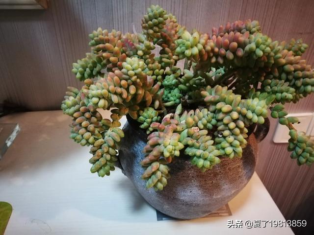 魔南景天夏季落叶怎么办:多肉玉缀全露养，夏天没遮阳，你们的玉缀会狂掉叶子吗？