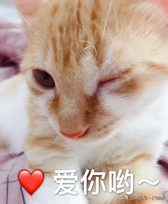带宠物鸭扫大街萌翻网友:你们喜欢动物吗，都养过什么宠物？有什么体验？