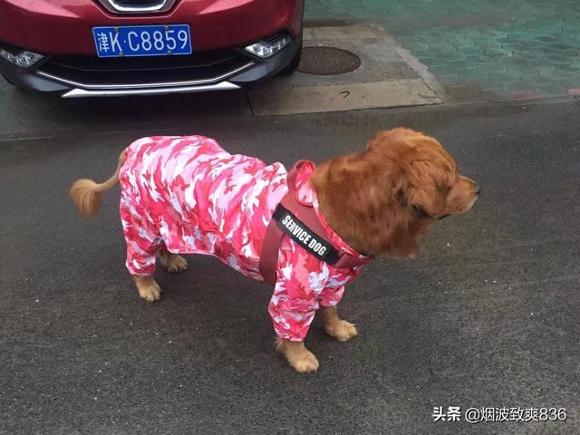 狗狗狂吠救老人性命:狗狗有狂吠病为什么还这么多人养？