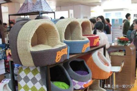 泰迪狗狗的训练方法:泰迪幼犬多大开始训练最易掌握技能？