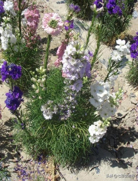 北方大花金鸡菊栽培时间:大花飞燕草种子催芽方法？