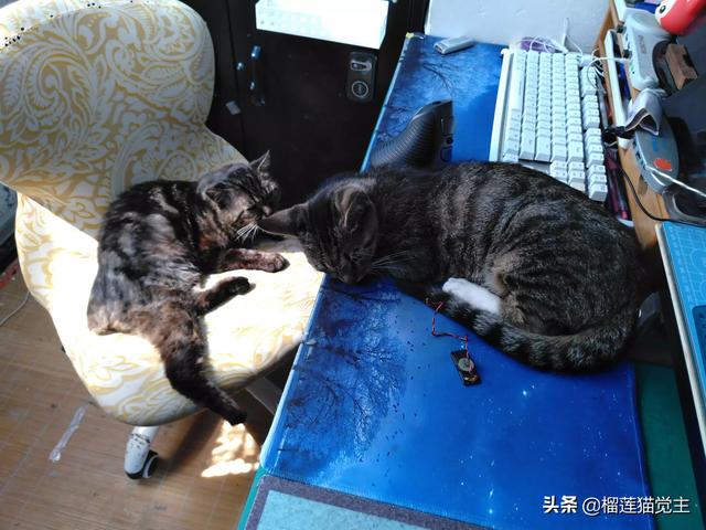 外国评价中国狸花猫:你见过最漂亮的狸花猫是什么样子的？