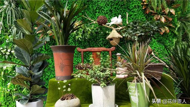 买鲜花,网购花卉，哪些城市的不能买？