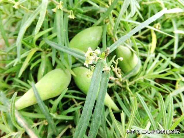 农村以前有种叫"羊奶角"的野果,大家了解它吗?