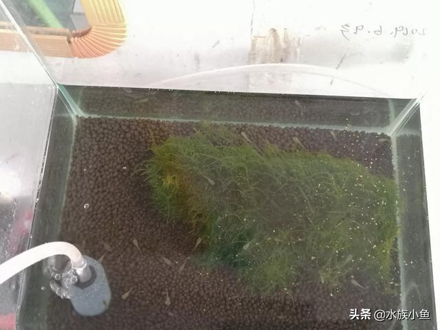 孔雀鱼烂尾和被咬区别:孔雀鱼母鱼要下小鱼烂身是怎么回事？