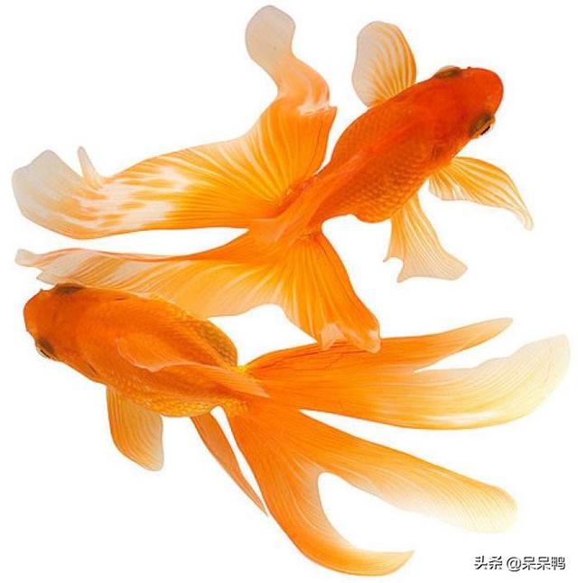 头条问答 如何生产金鱼夏苗 8个回答