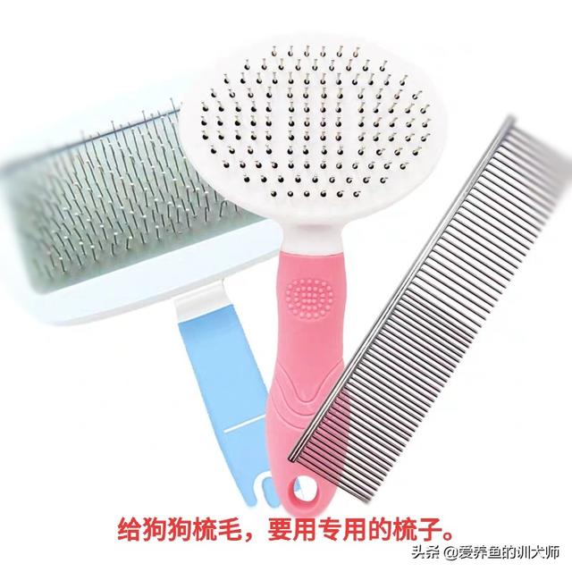 萨摩怎么喂狗粮:萨摩吃什么可以改善毛色？