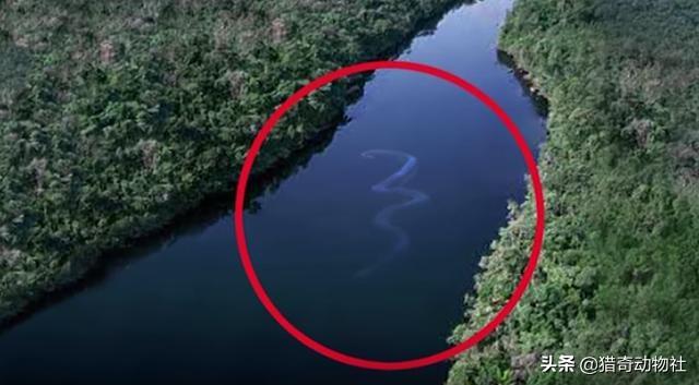 世界上最可怕的巨蛇，亚马孙热带雨林里最可怕的动物是蟒蛇吗