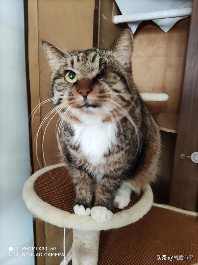 伯纳天纯和发育宝猫粮哪个好:有哪些好的合适的猫粮品牌，安全和性价比都比较优秀的？