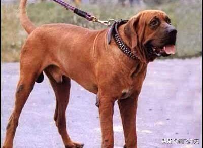 超大型犬:比高加索犬厉害的狗是什么？