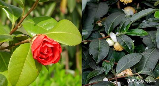 油茶树嫁接茶花(油茶树嫁接茶花寿命长吗)