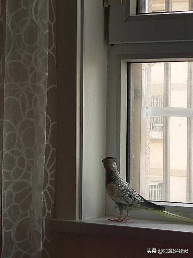 什么鹦鹉好养又粘人？
