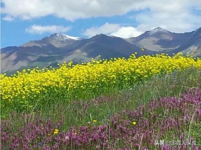 去哪里看油菜花(去哪里看油菜花最好看)