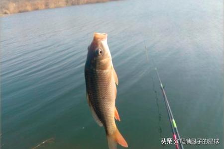 野钓鲤鱼都有什么技巧，钓鲤鱼怎样起杆有什么技巧