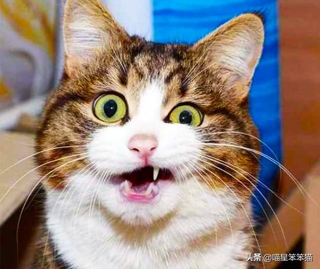愤怒的猫咪头像:猫咪有抑郁症会有什么表现？