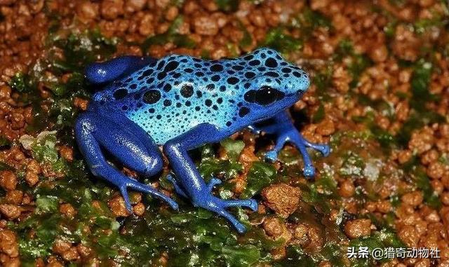 不大,不会致死,另外说一下,有的人,见到青色的都说成是竹叶青,翠青蛇