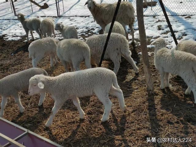想开个养殖场,养羊怎么样,利润与成本怎么样？