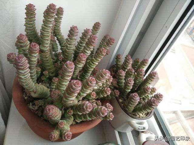 钱串子花图片:钱串子应该怎样养殖的呢有什么注意的地方吗