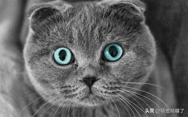 史上最全新手养猫指南:第一次养小猫咪，需要注意什么呢？