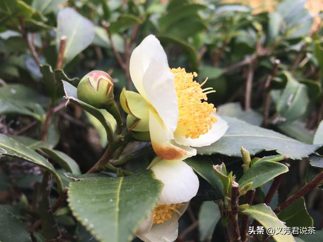 茶树花怎么养殖，茶树会开花吗是不是就是茶花