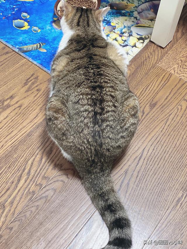 小野猫驯养手册在线:你收养的流浪猫，现在怎么样了？