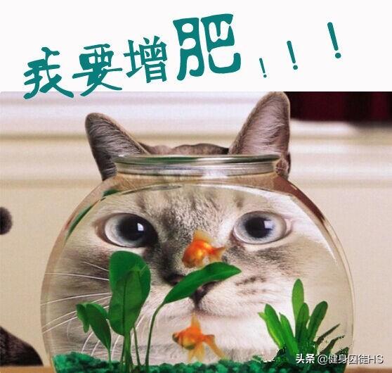 胖了怎么减肥最快,太瘦了，如何快速科学的增胖呢？