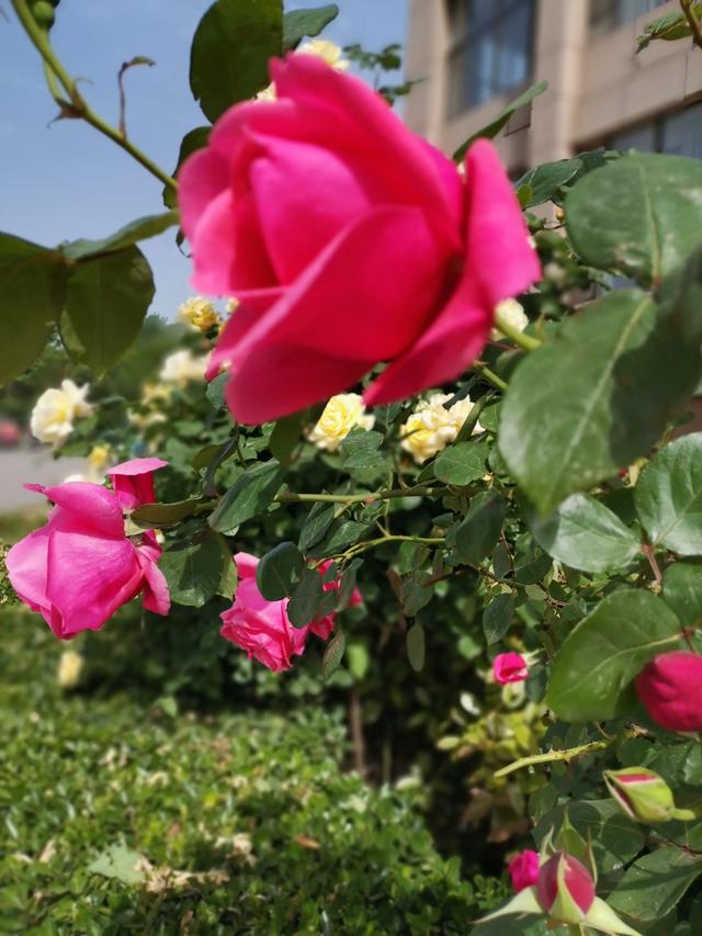 假昙花和蟹爪兰哪个好养:大家都喜欢什么花卉，有什么种植经验和大家分享？