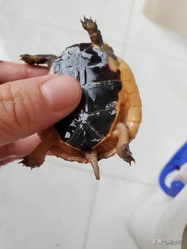 乌龟脱皮和腐皮的区别,乌龟脱皮和腐皮如何区分？