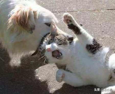 猫狗打架为啥猫总是占优势，猫狗打架，为什么猫总是相对有优势？