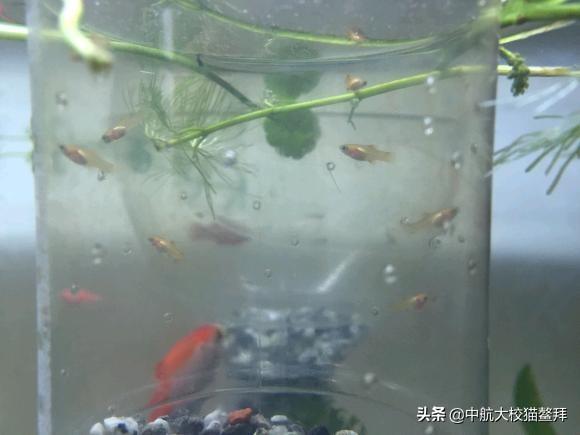 头条问答 刚出生的小金鱼喂什么 中航大校猫鳌拜的回答 0赞