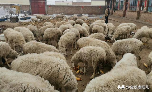 羊能吃动物性饲料么:肉鸭饲料喂羊行吗？会有影响吗？