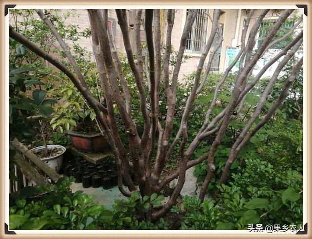 树葡萄施什么肥最好？