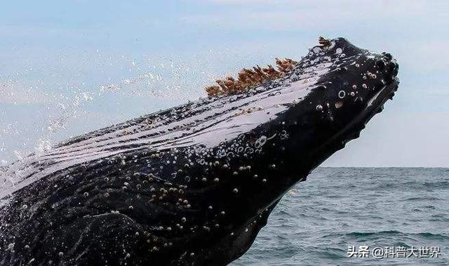鲸鱼身上藤壶的作用，为何很多海洋生物最讨厌的生物是鹅颈藤壶