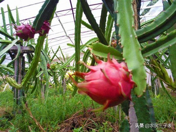 火龙果怎么切,栽种火龙果枝条基部怎么切？