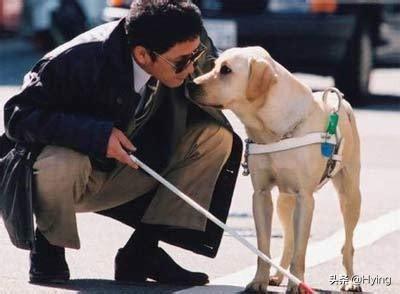 导盲犬是什么狗:拉布拉多是优秀的导盲犬，为什么饲养它的普通人很少？