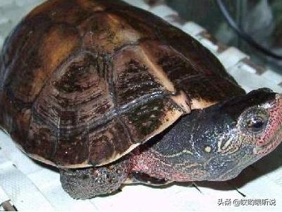 靴脚陆龟:水龟半水龟陆龟，的区分方式？
