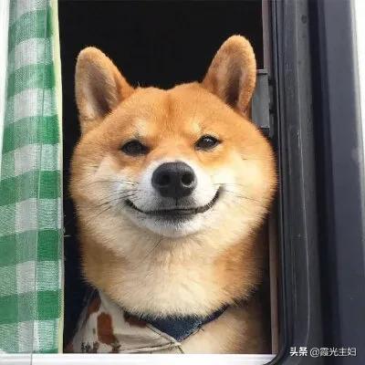 狐狸狗的身体作文:狐狸狗的作文 狗和狐狸可以繁育出后代吗？