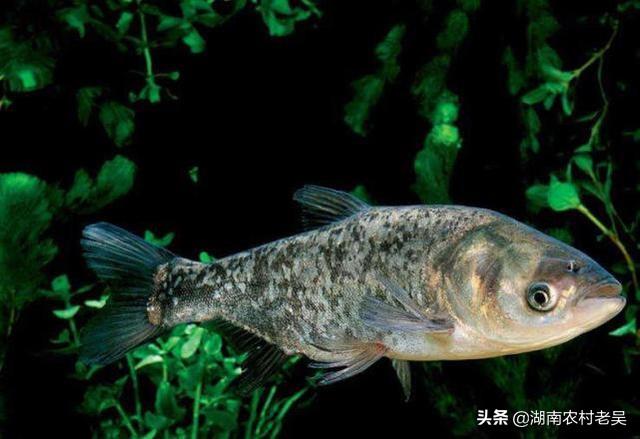 水草泥里的鱼屎怎么办:水草缸，缸底如果铺满水草比如莫斯，鱼的便可以过滤吗？