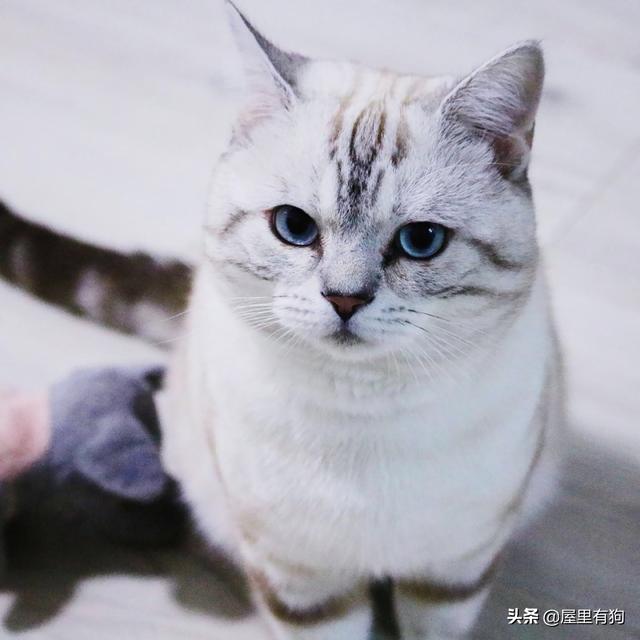 猫的孩子:猫把自己的孩子吃了，我该怎么办？