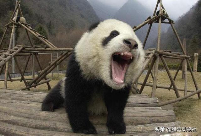 康迪熊猫纯电动汽车，国宝大熊猫可以单挑藏獒吗