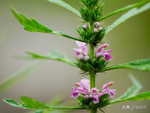 正气宝的功效与作用,麻黄的功效是什么，有什么禁忌？