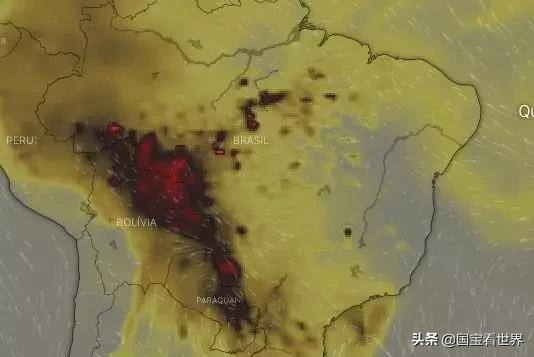 食蚁兽图片:亚马逊雨林要是烧没了，地球氧气会减少吧？