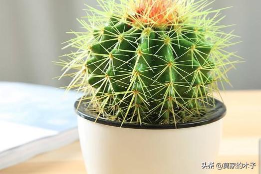 翡翠景天:翡翠景天的花语是什么 有哪些罕见、少见、稀有甚至贵到逆天的多肉？